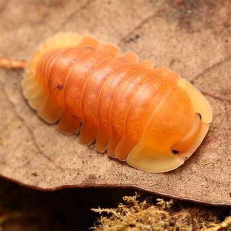 Cubaris Sp. "Blonde Rubber Ducky" – Tropical Isopods