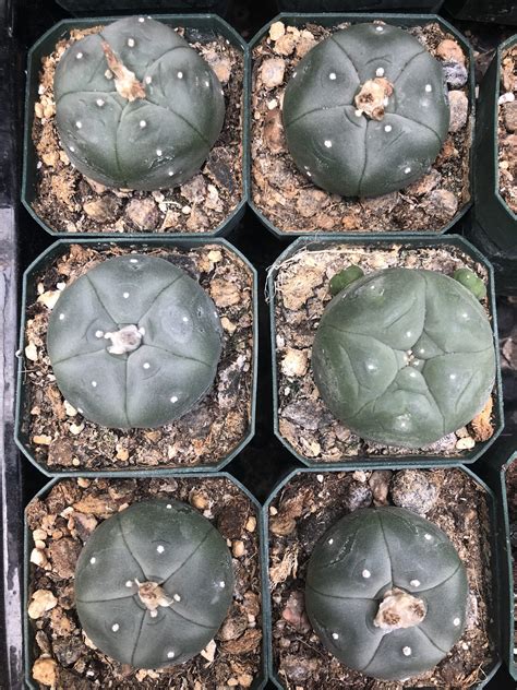 Live Lophophora Williamsii Cactus | Rare Button Cactus For Sale