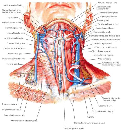Cross Sectional Anatomy Of Neck Muscles Neck Muscle Anatomy Ct Human Anatomy Library | Боль в ...