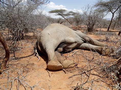 Drought kills hundreds of animals in Kenyan wildlife preserves | Climate Crisis News | Al Jazeera