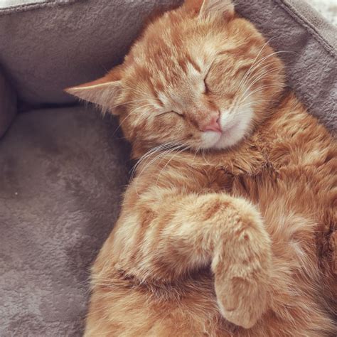 Cat Sleeps All Day & Won't Eat? Here's Why Why Is My Cat Sleeping All Day And Not Eating