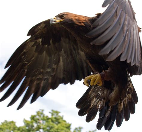 File:Golden Eagle in flight - 5.jpg - Wikimedia Commons