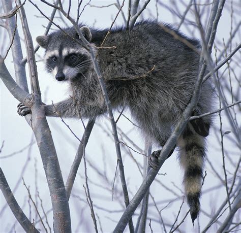 What do raccoons eat in cities - Wildlife Control Cambridge