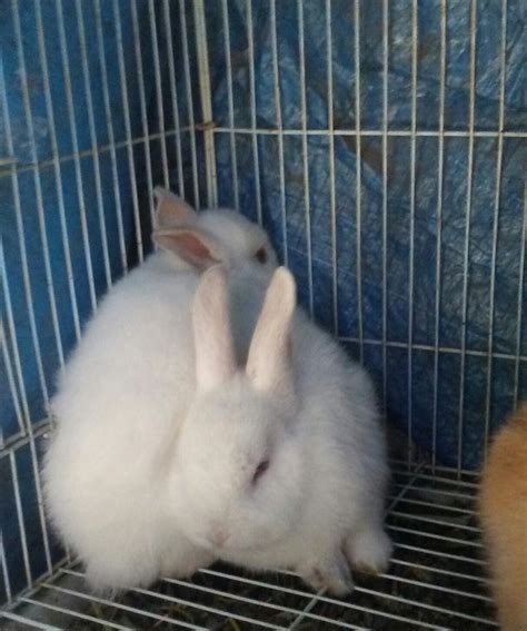 Standard Rex Rabbits For Sale | Los Angeles, CA #219505