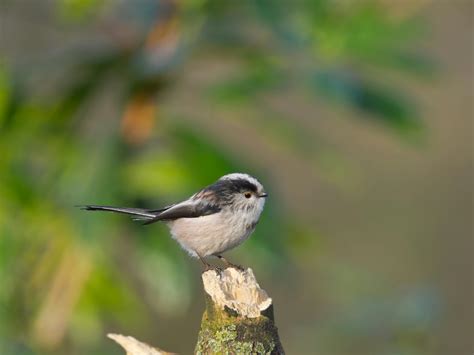 Japanese Small Tit Photos, Download The BEST Free Japanese Small Tit ...