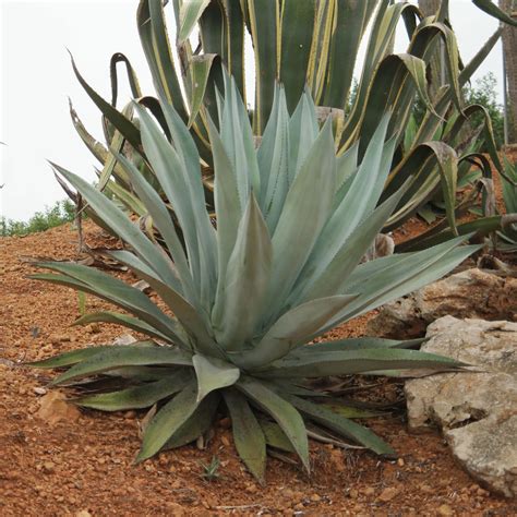 Agave americana / Agave altissima - Century Plant, Maguey, American ...