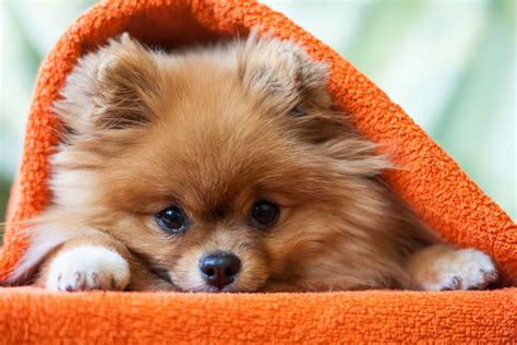 My Dogs New Tab | Puppies funny, Lazy dog breeds, Pomeranian breed