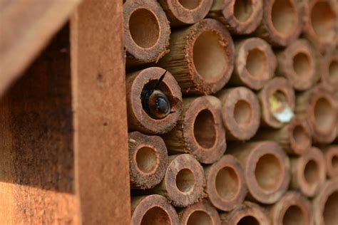 Understanding the Bee Life Cycle: Do Bees Hibernate in Winter? – Beevive