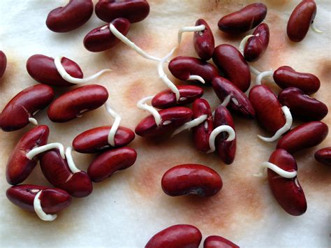 Kidney Beans Are Seeds at Carol Walsh blog