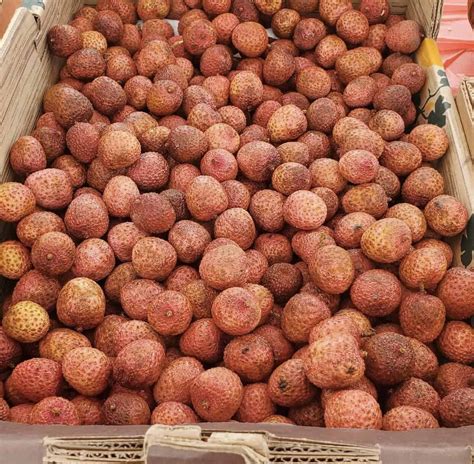 Brewster Lychee Grow Guide - Tropical Tree Guide