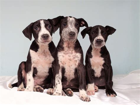 Eleventh Hour Rescue, Animals Being Kicked Out of Morris County ...