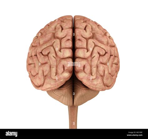 Human brain 3D model, isolated on white. Medically accurate 3D ...