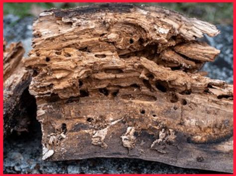 Defects in timber | Factors Affecting Strength of Timber