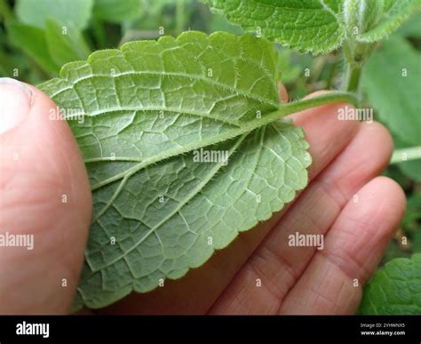 mint family (Lamiaceae Stock Photo - Alamy
