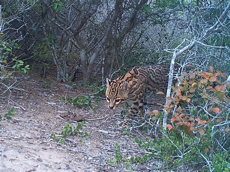 Rare ocelots try to survive in a world that barely knows they exist