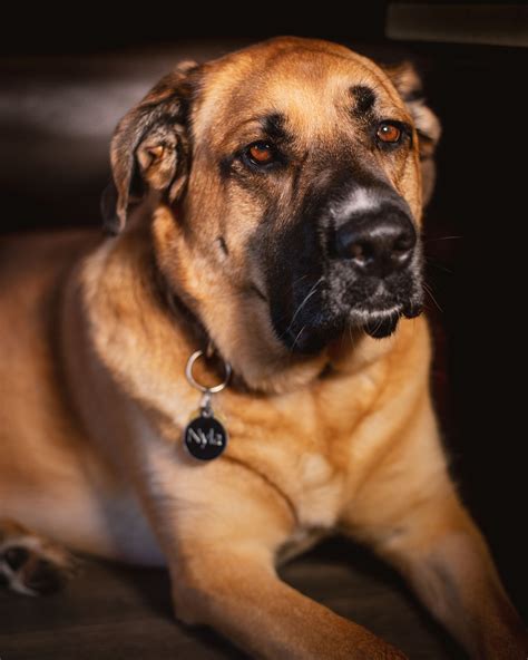 English Mastiff Shepherd Mix
