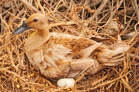 When Do Ducks Start Laying Eggs? - Bird Helpful