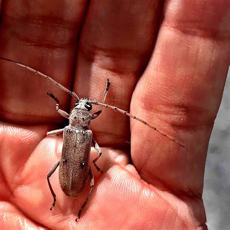 Lesser Ivory-marked Beetle from Plaza Altea Huinalá, Apodaca, N.L., MX ...