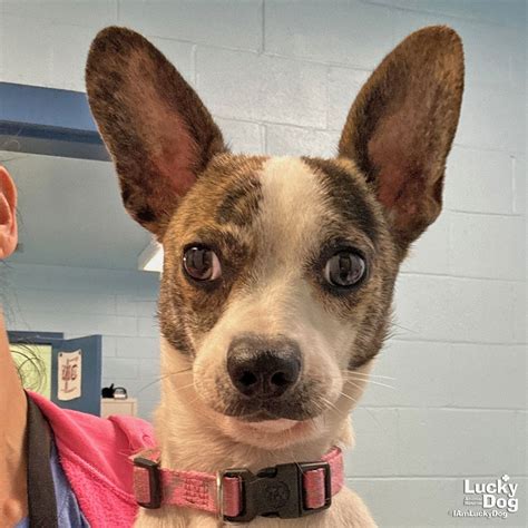 Dog adoption in Washington DC 20002: Jack Russell Terrier / Chihuahua / Mixed (short coat) Dog ...