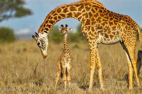 How Long do Giraffes Live? Discover the Giraffe Lifespan (with Photos) - WildlifeTrip