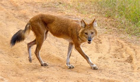 Indian Wild Dog Dhole Or Indian Wild Dog. Wayne Marinovich