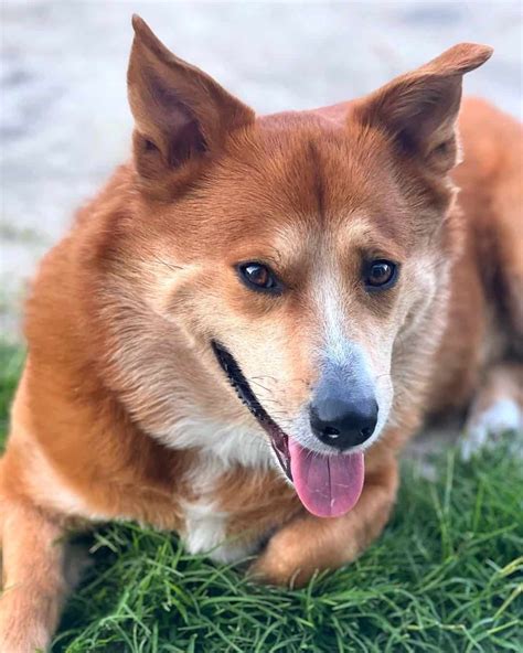 28 Chow Chow Mixes to Brighten Your Day (With Pictures)