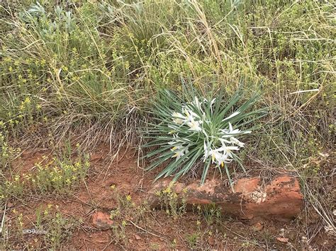 A Wandering Botanist: Plant Story--The Mysterious Star-lily (Sand-lily ...