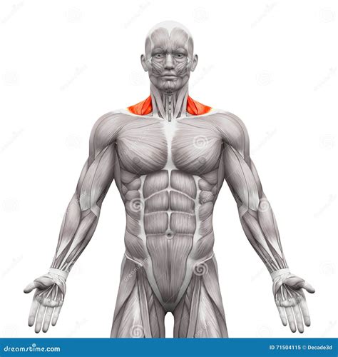 Trapezius Front Neck Muscles - Anatomy Muscles Isolated on White Stock Illustration ...