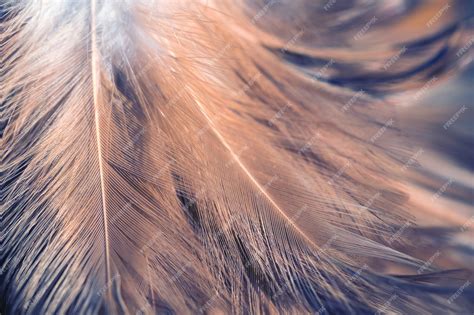 Premium Photo | Bird and chickens feather texture for background abstract