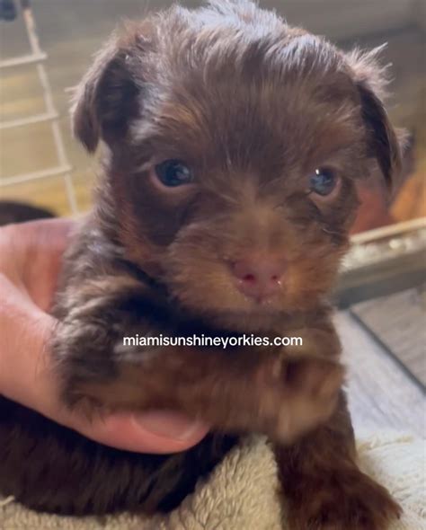 Available Dogs for sale click here (Engl& español) – Joachim Goerg