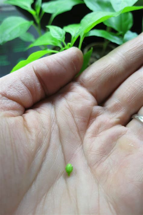 How to grow Jalapenos from Seeds – Sandia Seed Company