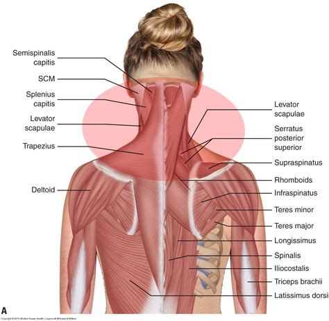 Posterior Neck Muscle Anatomy POSTERIOR TRIANGLE OF NECK New