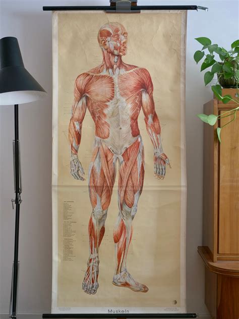 Vintage MUSCLES Front School CHART 60s Original Educational Chart Dr Te Neues - Etsy Australia