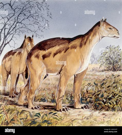 Moropus, illustration. This extinct prehistoric mammal is an ungulate ...