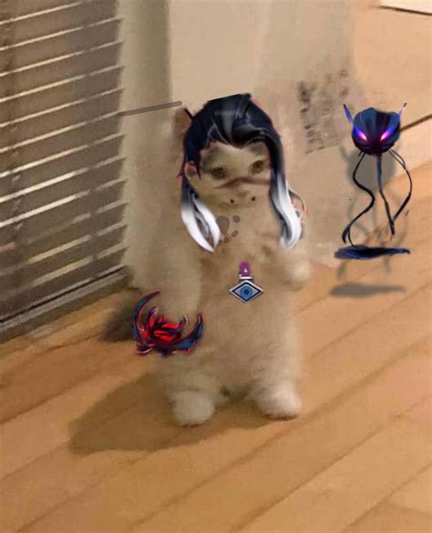 Fade valorant standing cat meme | Fotos de perfil