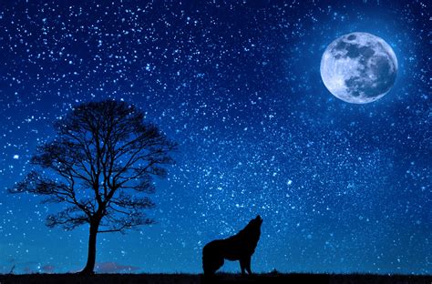 Wolf Howling Moon Silhouette Free Stock Photo - Public Domain Pictures