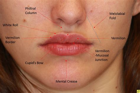 Lips Nose Anatomy at Indiana Seery blog