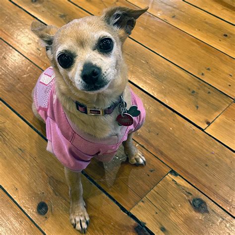 Starlight Casts Local Dogs for 'Legally Blonde: The Musical' - IN ...