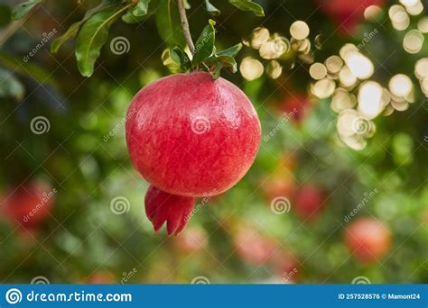 Plantation of Pomegranate Trees in the Harvest Season, in the Rays of ...