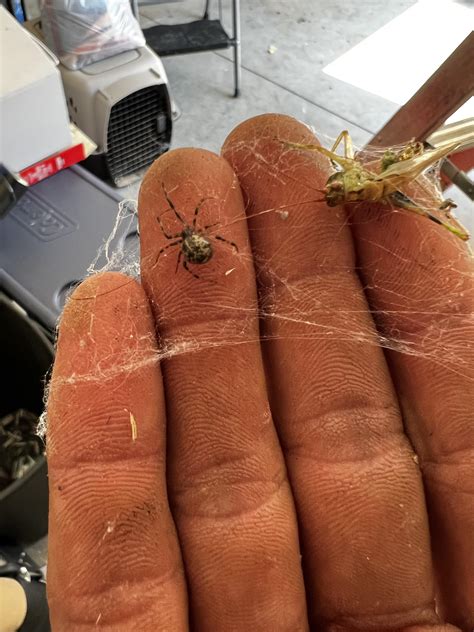 Brown or juvenile black widow or just a house spider [Southwest ...