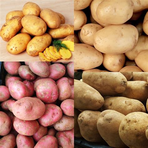 Yukon Gold Vs Russet Potatoes Nutrition at Melissa Trexler blog