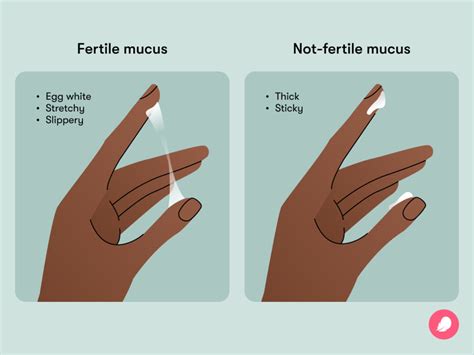 Cervical Mucus: Chart, Stages, Tracking Fertility, 46% OFF