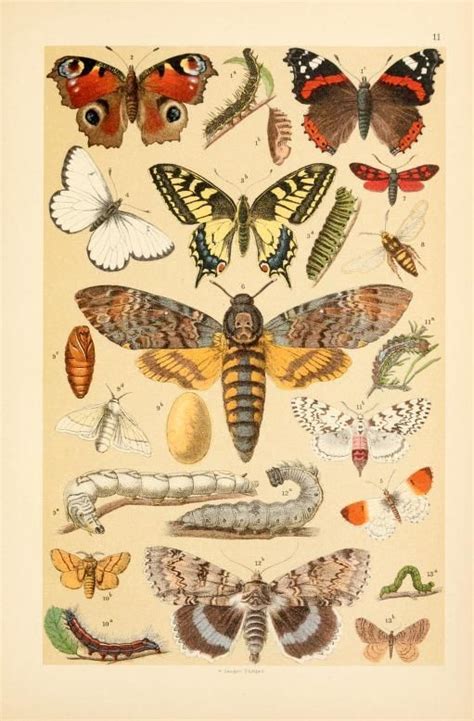 4000+ of the best Natural History illustrations - Free Vintage ...