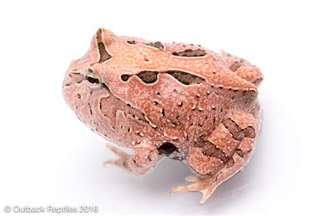 Pink Pacman Frog