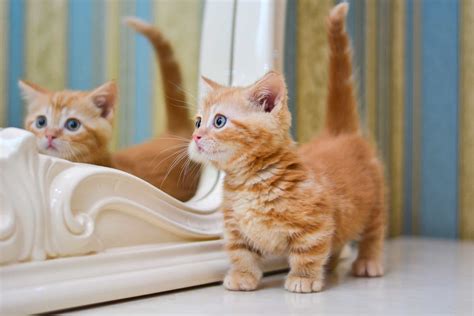 How Much Does a Munchkin Cat Cost? (2026 Price Guide)