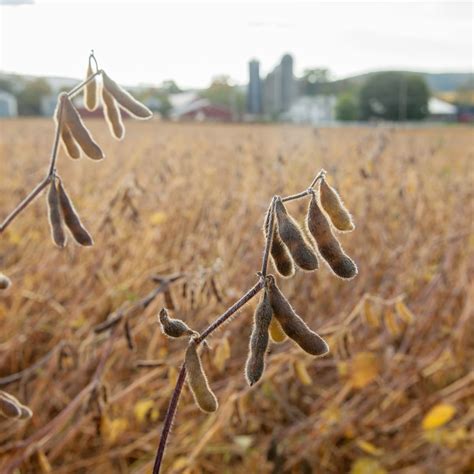 Soybean | Grow Today | Kharif Season | AgriBazaar