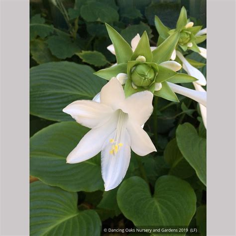 Dancing Oaks Nursery