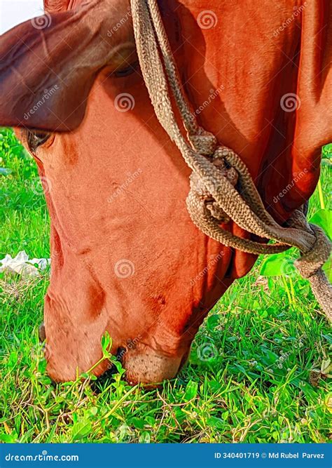 A Calf is a Young Domestic Cow or Bull. Stock Image - Image of animal ...