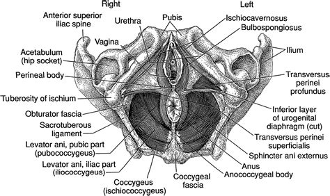 Pelvic Floor Hypertonic Disorders: Identification and Management ...