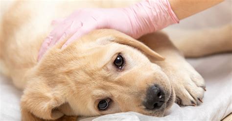 Dog Smegma Infection Symptoms | Everything Labradors